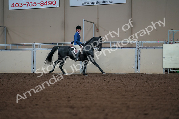 2019 Morgan Horse Show - Aug 30, 2019 - 18607