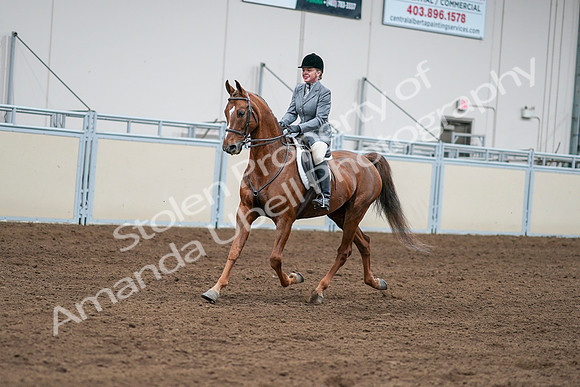2020 - AB Morgan Horse - Sat, Sept 05 - 03263