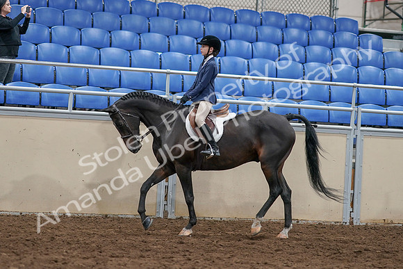2020 - AB Morgan Horse - Sun, Sept 06 - 07671