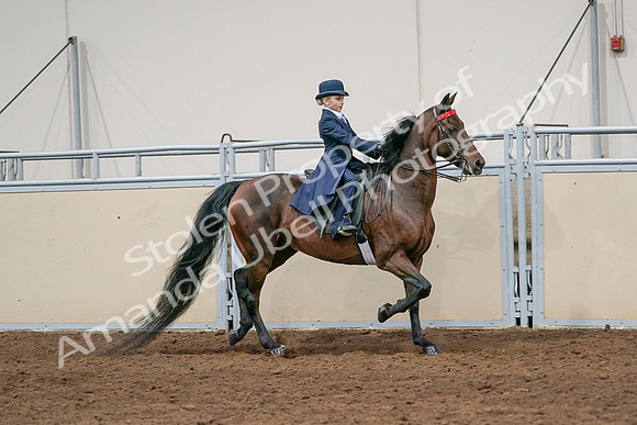 2020 - AB Morgan Horse - Sat, Sept 05 - 04848