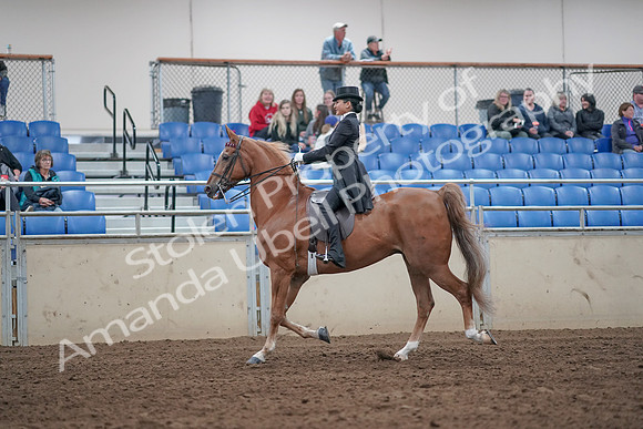 2019 Morgan Horse Show - Aug 31, 2019 - 20395