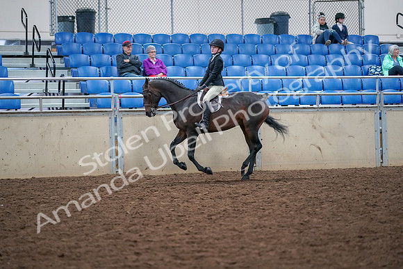 2019 Morgan Horse Show - Aug 30, 2019 - 20562
