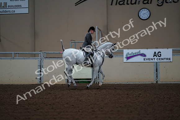 2019 Morgan Horse Show - Aug 30, 2019 - 17631