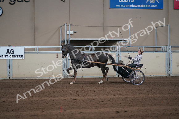 2019 Morgan Horse Show - Sept 01, 2019 - 05909