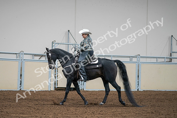2020 - AB Morgan Horse - Fri, Sept 04 - 03607