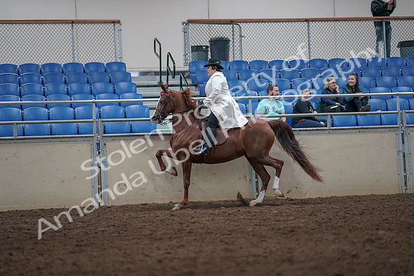 2019 Morgan Horse Show - Aug 31, 2019 - 08686