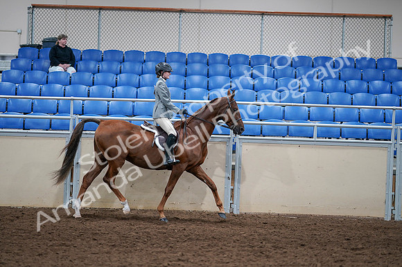 2020 - AB Morgan Horse - Fri, Sept 04 - 03182