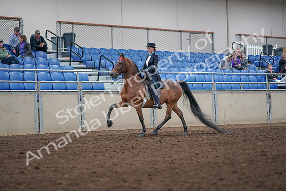 2019 Morgan Horse Show - Aug 31, 2019 - 19909