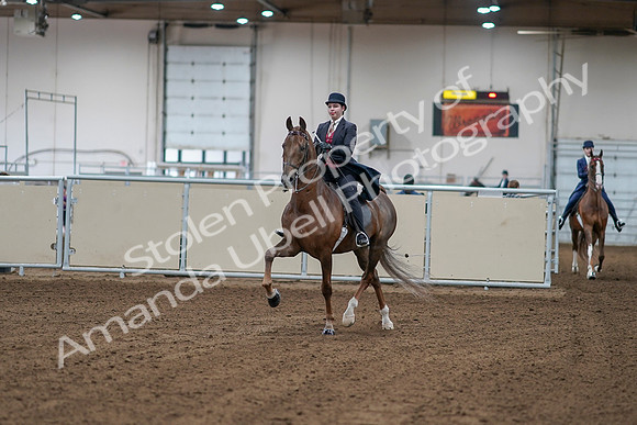 2020 - AB Morgan Horse - Sat, Sept 05 - 06029