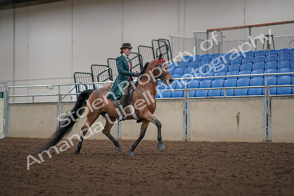 2019 Morgan Horse Show - Aug 30, 2019 - 28235