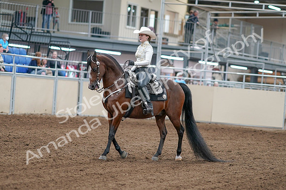 2020 - AB Morgan Horse - Fri, Sept 04 - 08243