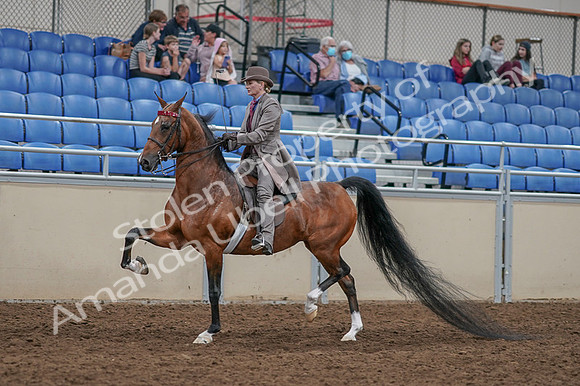 2020 - AB Morgan Horse - Fri, Sept 04 - 11372