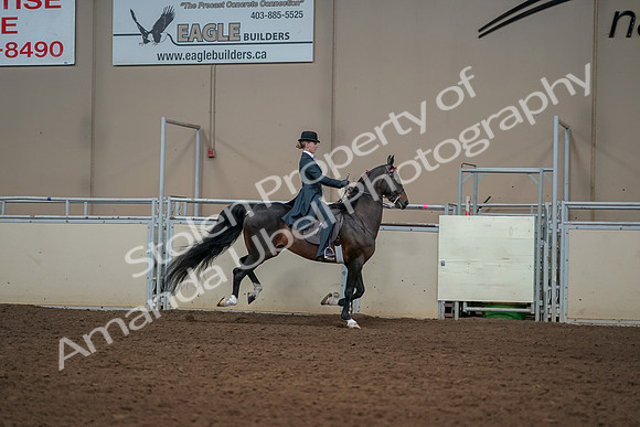 2019 Morgan Horse Show - Aug 30, 2019 - 25328