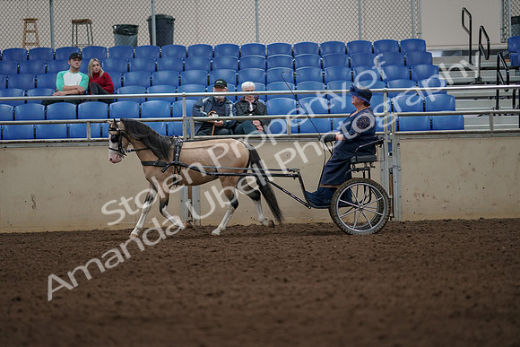 2019 Morgan Horse Show - Aug 31, 2019 - 04296