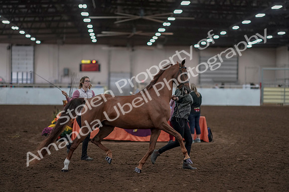 2019 Morgan Horse Show - Aug 31, 2019 - 01032