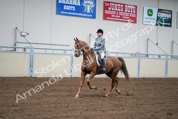 2020 - AB Morgan Horse - Sat, Sept 05 - 03277
