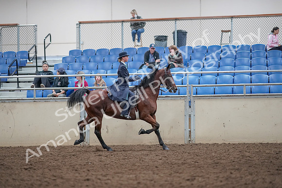 2019 Morgan Horse Show - Aug 31, 2019 - 09602