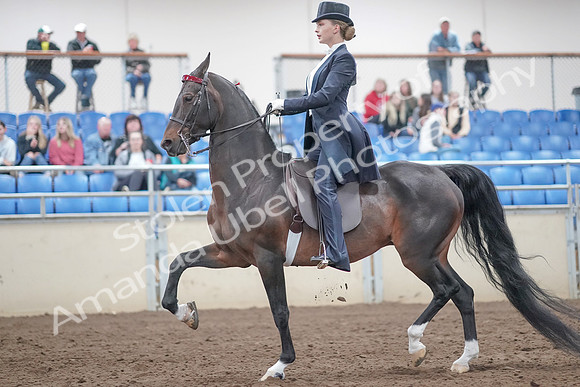 2019 Morgan Horse Show - Aug 31, 2019 - 20465