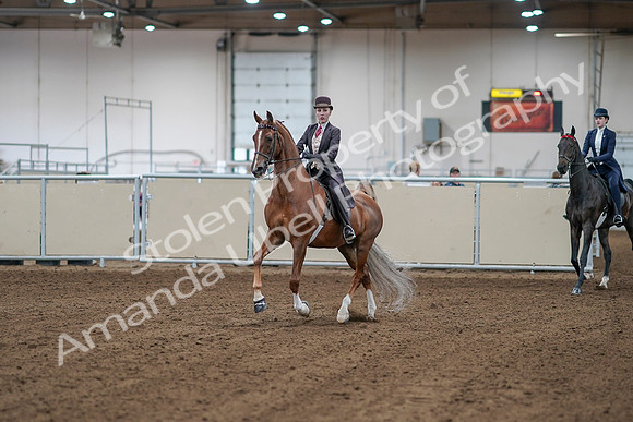 2020 - AB Morgan Horse - Sat, Sept 05 - 06129