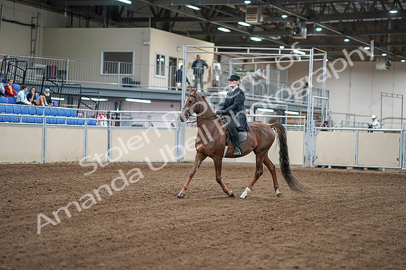 2020 - AB Morgan Horse - Fri, Sept 04 - 07910