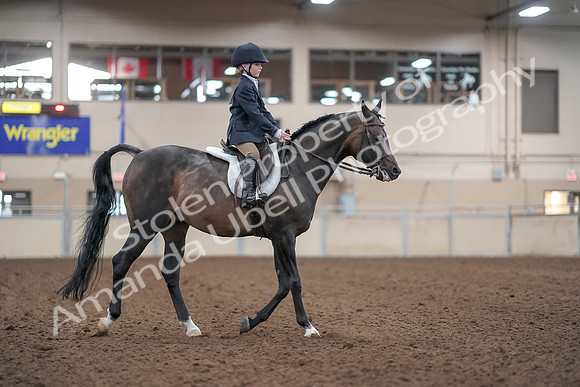 2019 Morgan Horse Show - Aug 31, 2019 - 19567