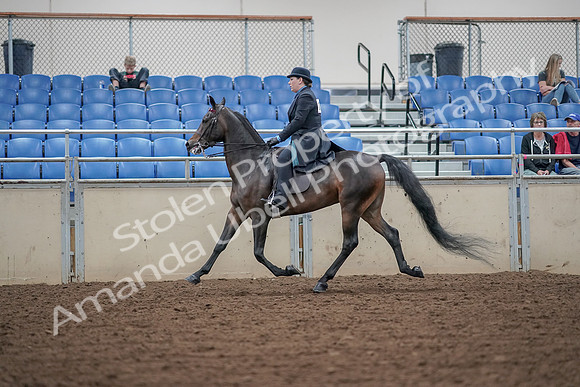2019 Morgan Horse Show - Aug 30, 2019 - 15555