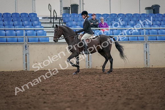 2019 Morgan Horse Show - Aug 30, 2019 - 20333