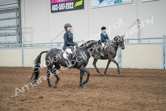 2020 - AB Morgan Horse - Sun, Sept 06 - 08139