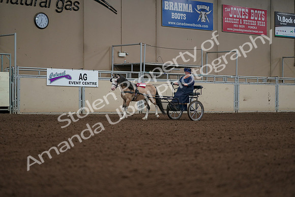 2019 Morgan Horse Show - Aug 31, 2019 - 04588