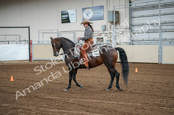 2020 - AB Morgan Horse - Fri, Sept 04 - 00076