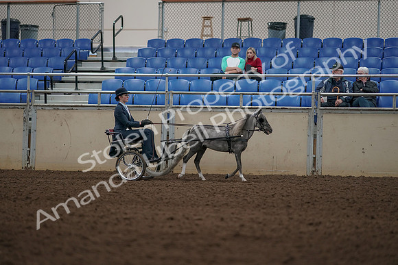 2019 Morgan Horse Show - Aug 31, 2019 - 04411