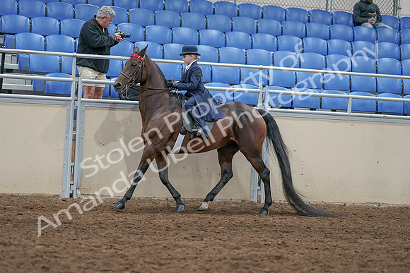 2020 - AB Morgan Horse - Sat, Sept 05 - 04776