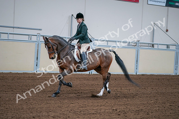 2020 - AB Morgan Horse - Fri, Sept 04 - 01697