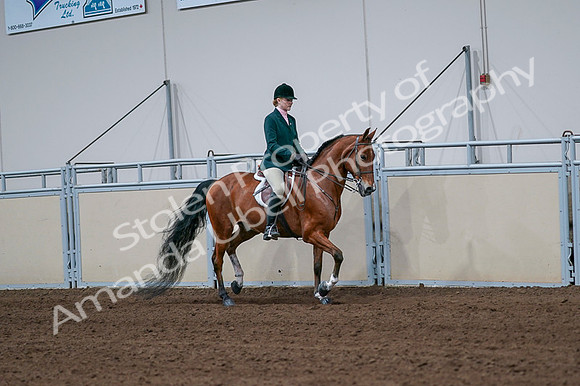 2020 - AB Morgan Horse - Fri, Sept 04 - 01850