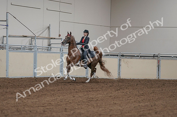 2020 - AB Morgan Horse - Fri, Sept 04 - 09694