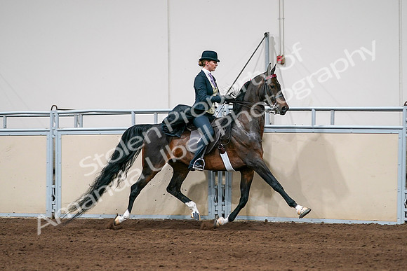 2020 - AB Morgan Horse - Sat, Sept 05 - 06407