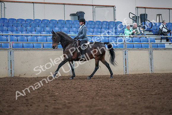 2019 Morgan Horse Show - Aug 30, 2019 - 18456