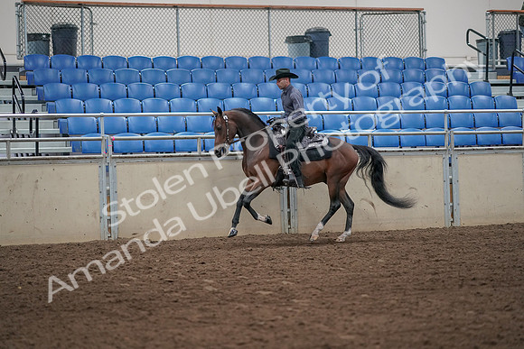 2019 Morgan Horse Show - Aug 31, 2019 - 06097
