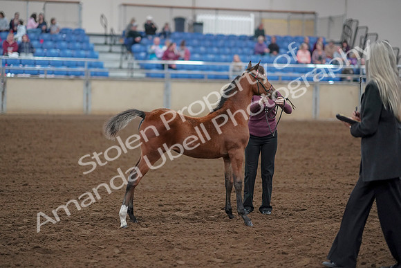 2019 Morgan Horse Show - Aug 30, 2019 - 24808