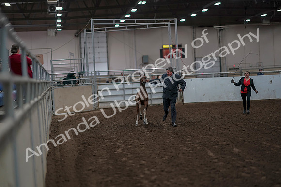 2019 Morgan Horse Show - Aug 31, 2019 - 00829