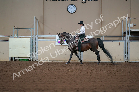 2019 Morgan Horse Show - Aug 30, 2019 - 16843