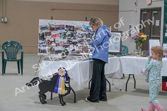 2019 Morgan Horse Show - Sept 01, 2019 - 05894