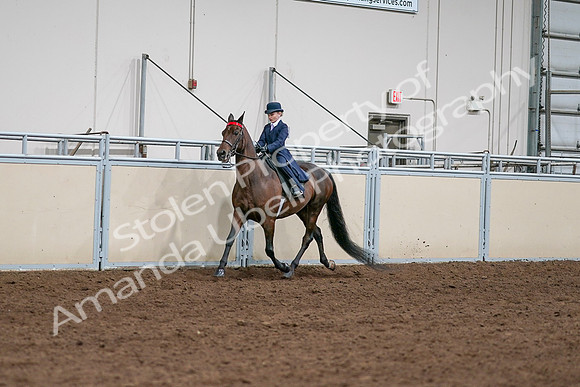 2020 - AB Morgan Horse - Sat, Sept 05 - 04899