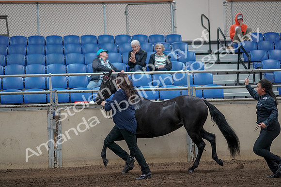 2019 Morgan Horse Show - Aug 31, 2019 - 00904