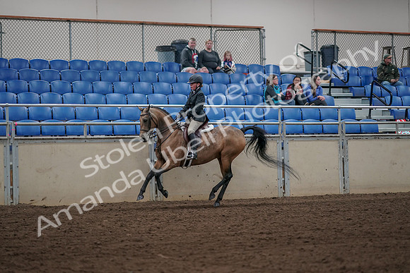 2019 Morgan Horse Show - Aug 31, 2019 - 05143