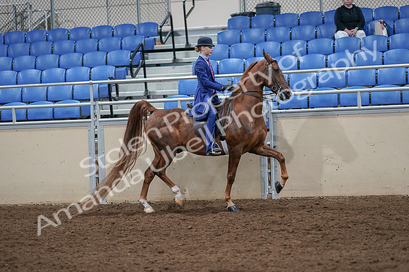 2020 - AB Morgan Horse - Fri, Sept 04 - 05252