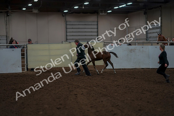 2019 Morgan Horse Show - Aug 30, 2019 - 24771