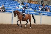 2020 - AB Morgan Horse - Fri, Sept 04 - 04474