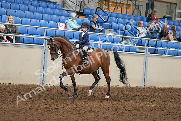 2020 - AB Morgan Horse - Fri, Sept 04 - 04474
