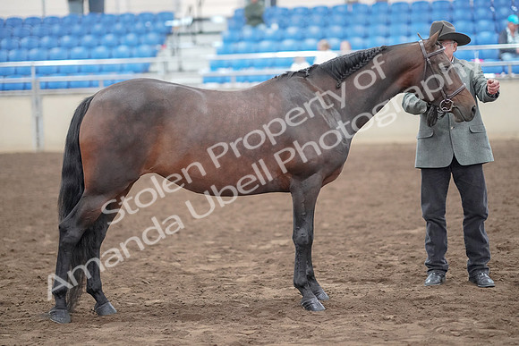 2019 Morgan Horse Show - Aug 31, 2019 - 03790